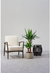 Palmlelie Yucca toef M