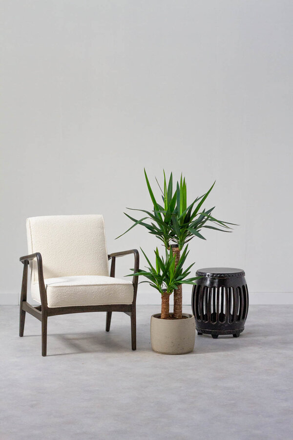 Yucca Palmier-lis touffe M