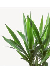 Yucca Palmier-lis touffe M