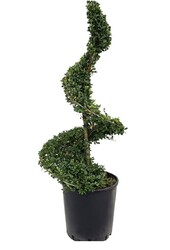 Ilex Crenata Spirale