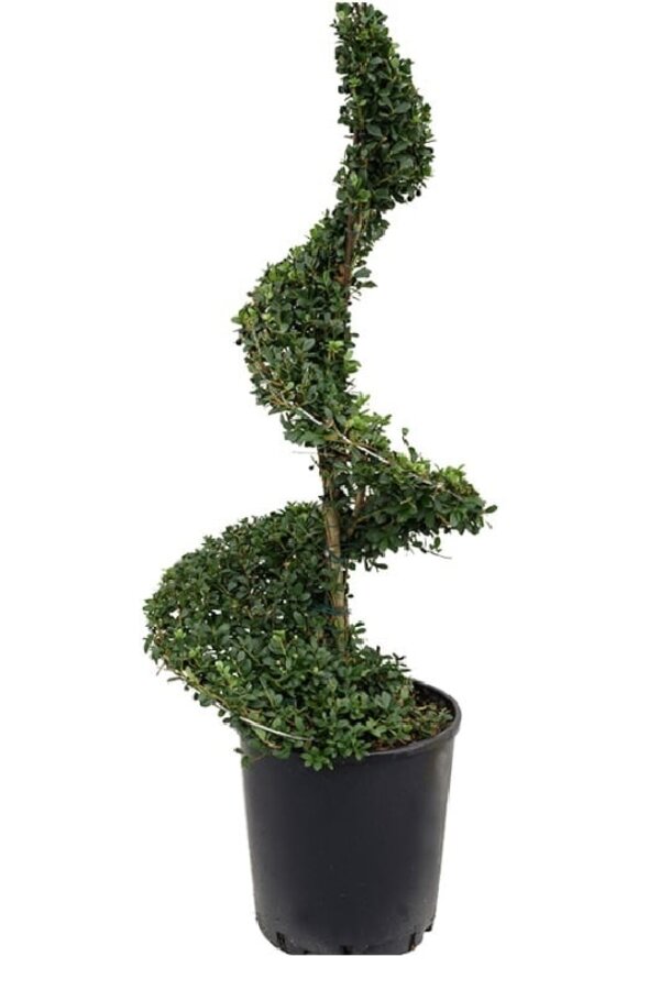 Ilex Crenata Spirale