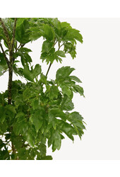 Polyscias Roble S - Copy