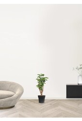 Polyscias Roble S - Copy