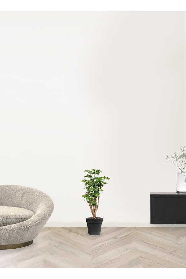 Polyscias Roble S - Copy