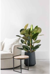 Ficus Robusta