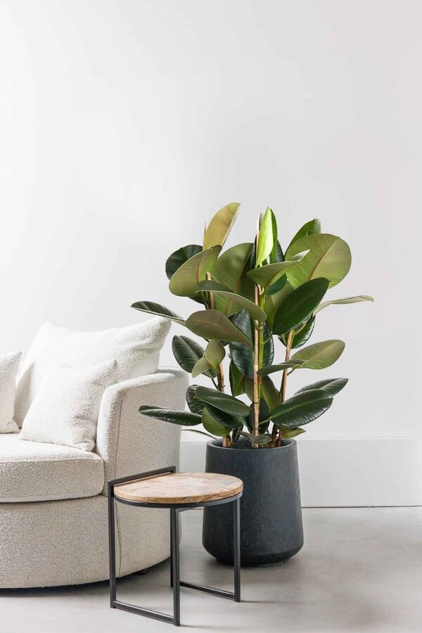 Ficus Robusta