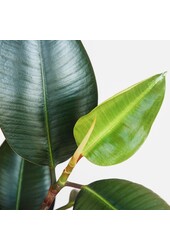 Ficus Robusta