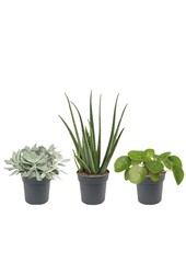 Pack de plantes grasses