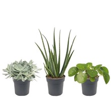 Kit de plantes