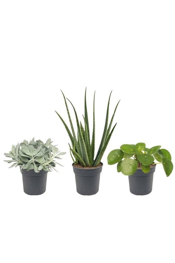 Vetplanten pakket