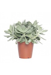 Vetplanten pakket