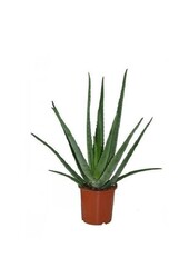Vetplanten pakket
