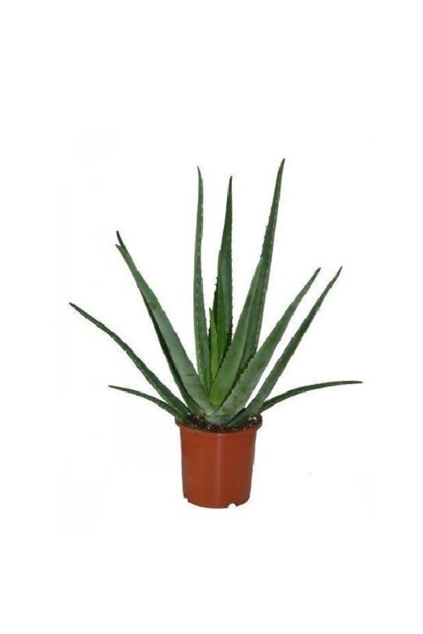 Vetplanten pakket