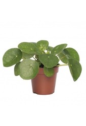 Vetplanten pakket