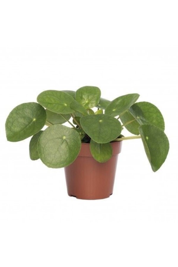 Vetplanten pakket