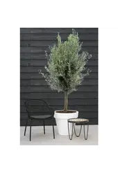 Olivier XXXL dans Elho pure rond