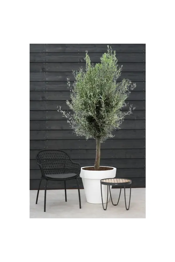 Olivier XXXL dans Elho pure rond