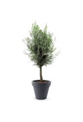 Olivier XXXL dans Elho pure rond