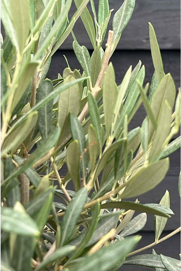 Olivier XXXL dans Elho pure rond