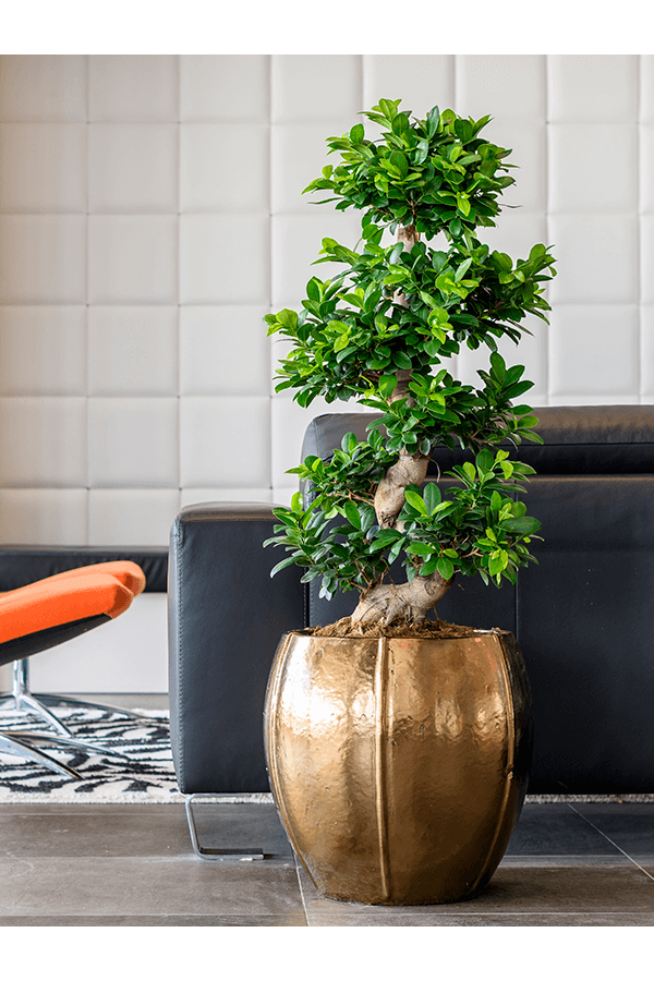 Pot Emperor couche or