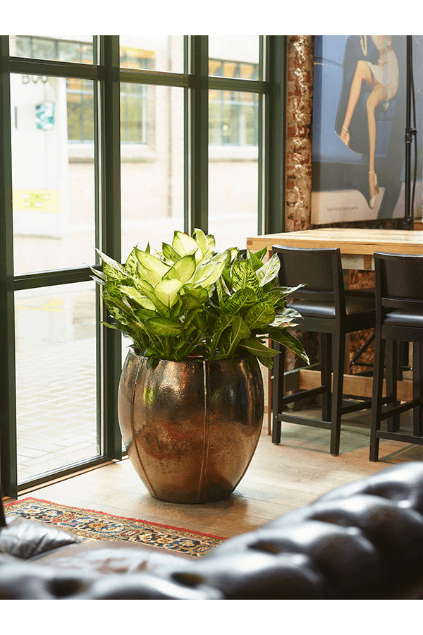 Pot Emperor couche or