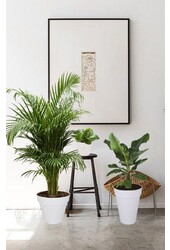 Kit de plantes Elho Urban