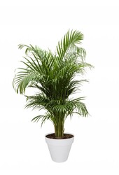 Kit de plantes Elho Urban