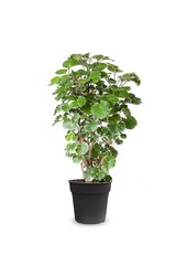 Polyscias Balfouriana M