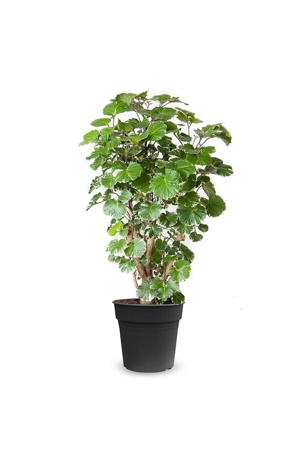 Polyscias Balfouriana M