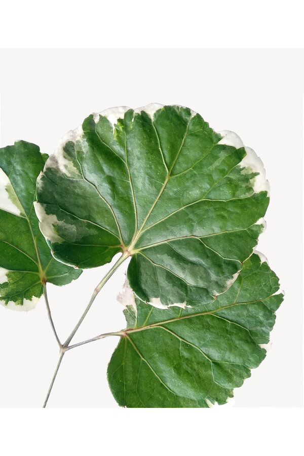 Polyscias Balfouriana M