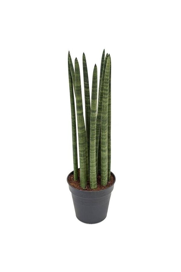 Sansevieria Spikes