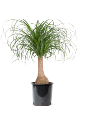 Beaucarnea Pied d'éléphant M