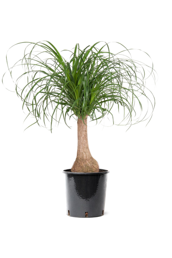 Beaucarnea Pied d'éléphant M