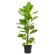 Ficus