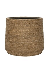 Bari Grass M