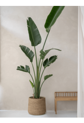 Bari Grass M