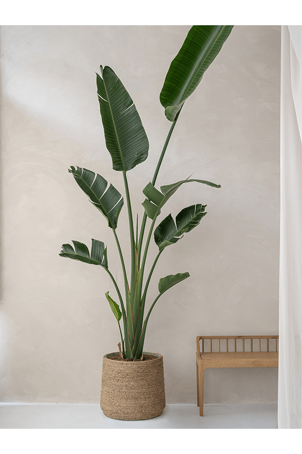 Bari Grass M