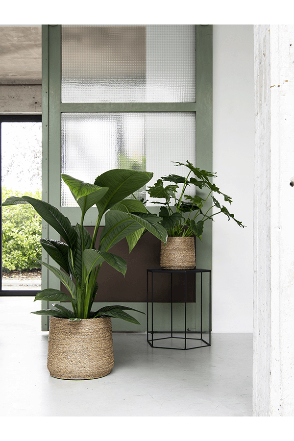 Bari Grass M