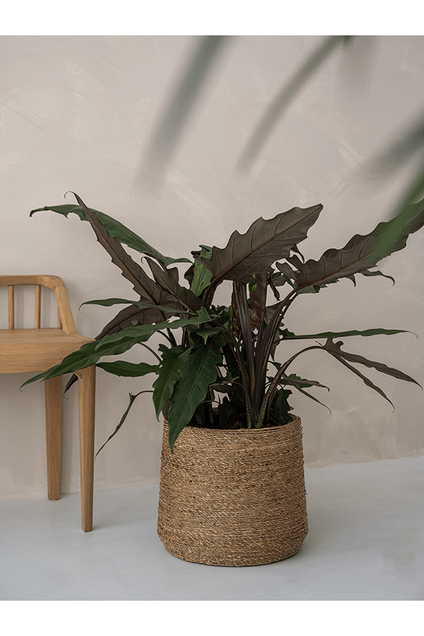Bari Grass M