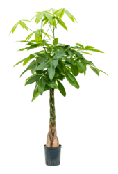 Hydroplante Pachira Aquatica