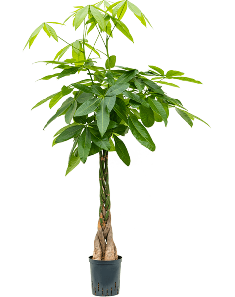 Hydroplante Pachira