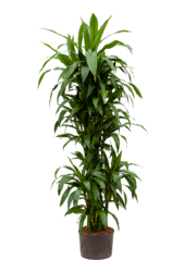 Hydroplante Dracaena janet craig