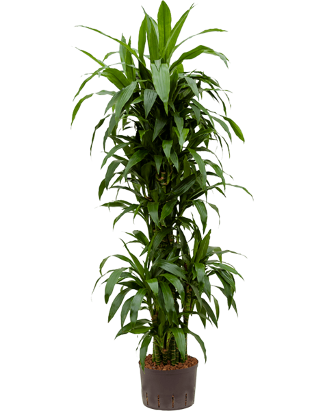 Hydroplante Dracaena