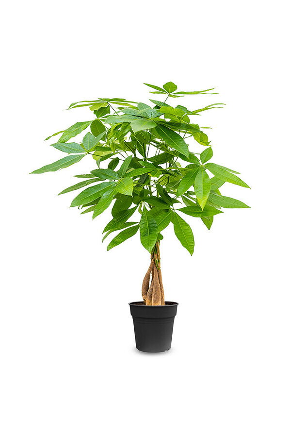 Pachira Aquatica Gevlochten Stam