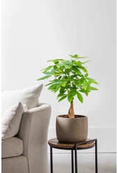 Pachira Aquatica Tronc Tressé