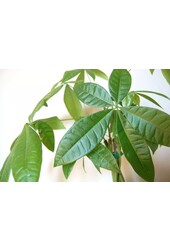 Pachira Aquatica Gevlochten Stam