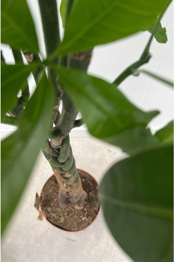 Pachira Aquatica Tronc Tressé