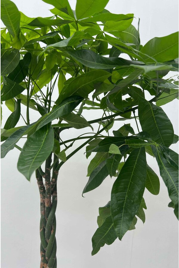 Pachira Aquatica Gevlochten Stam
