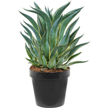 Agave