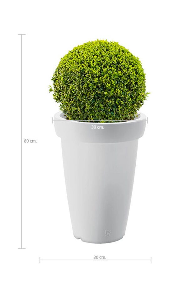 Buxus bol in Rotazionale Swing